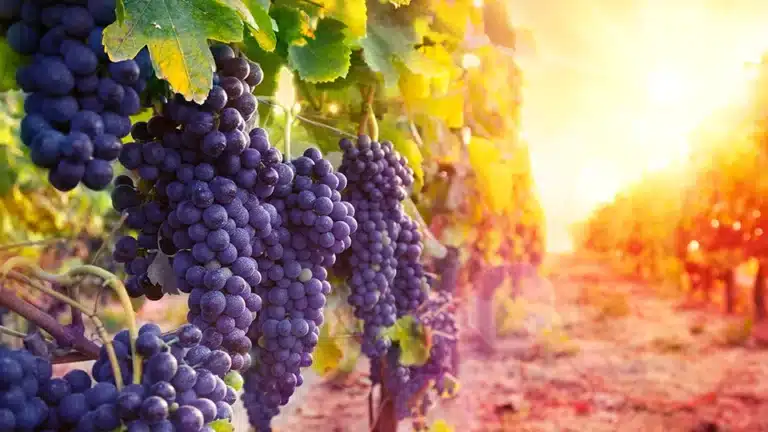 Abiding in the Vine